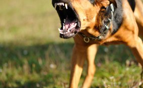 cane, cucciolo, barboncino, segugio, cane da caccia, cane da guardia, museruola, guinzaglio sogno