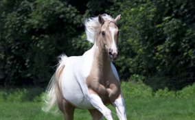 cavallo, puledro, poni, destriero sogno