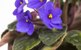 Columnea-fiori-pianta