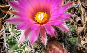 Coryphantha-pianta-appartamento