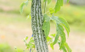 spezie verdure oriente americhe africa