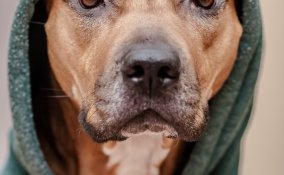 cani animali freddo difesa comportamenti suggerimenti consigli