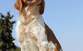 Èpagneul Breton cani caccia