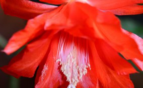  Epiphyllum-pianta grassa