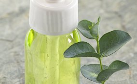 eucalipti rimedi pianta tisane erboristeria