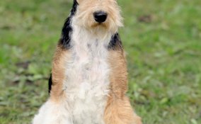 fox terrier a pelo liscio cane descrizione