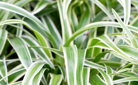 falangio-verde-pianta