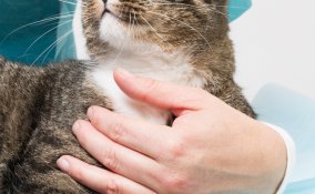 frattura animale domestico rimedi primo soccorso vetrinario