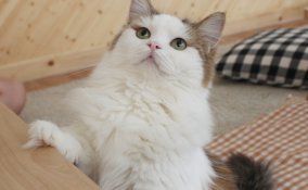 gatto educazione ricompensa obbedire