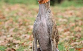Greyhound levriero segugio
