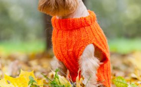 Griffone di Bruxelles, cane, descrizione