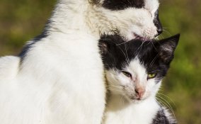 gatto toelettatura grooming benessere cura pulizia