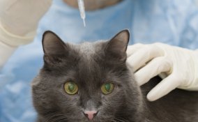 cane gatto animali vaccinazioni vacanza malattie  