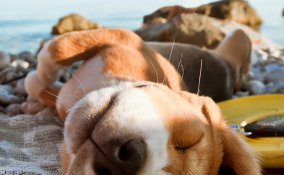 cani gatti auto viaggio caldo fido