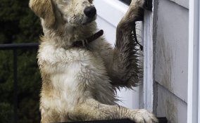 Insegna il bon ton al tuo cane