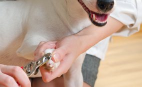 cane unghie taglio controllo sicurezza modalità suggerimenti