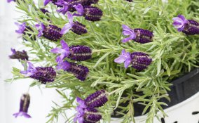 lavanda-pianta-coltivazione