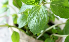 menta-pianta-vaso