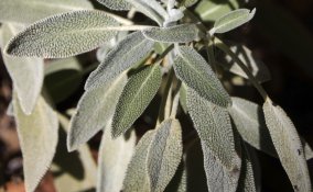 salvia donna virtù salute benessere