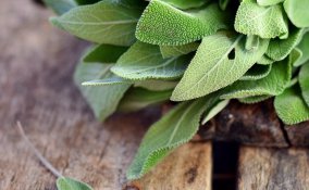 salvia donna virtù salute benessere