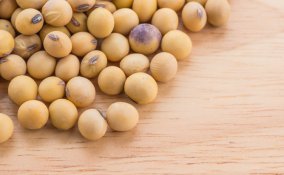 soia alimento legume proteine benefici salute consigli