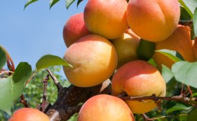 albicocco-pianta-giardino