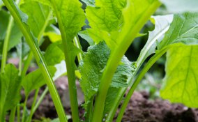 cime di rapa-pianta-coltivazione