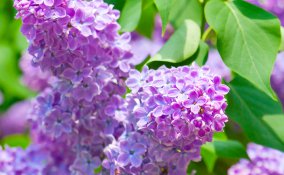 arbusto-pianta-lillà