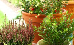 autunno-orto-balcone