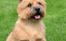 Norwich Terrier, cane, descrizione