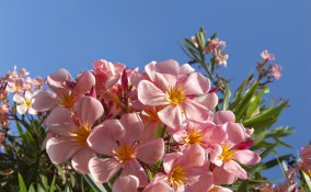 piante-oleandro-piantare