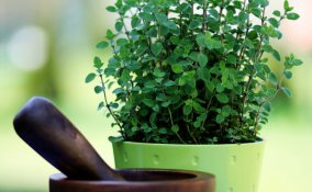 origano-pianta-consigli
