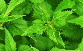 ortica acne proprietà erba