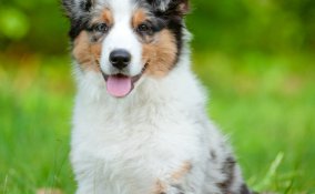 pastore australiano cane descrizione