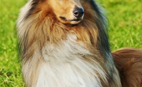 Pastore Shetland cane descrizione