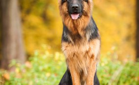 cane da pastore tedesco