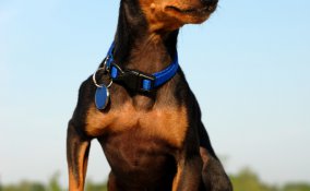 pinscher nano