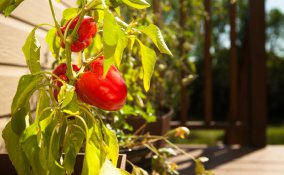 peperoncini-giardino-pianta