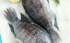 pesce consigli fresco allevato congelato suggerimenti 