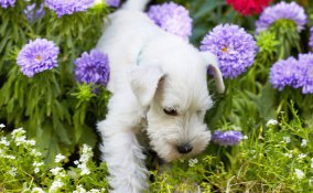 piante che odiano i cani