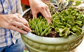 piante-piante grasse