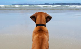 animali cane estate caldo