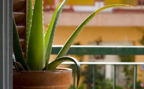 anti zanzare rimedi aloe vera casa