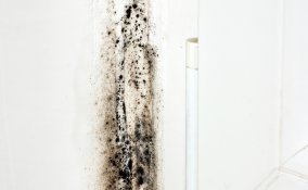 Rimedi naturali contro la muffa
