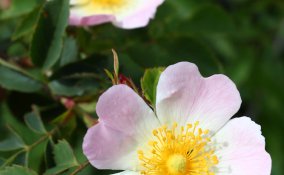 rosa canina selvatica tisane virtù