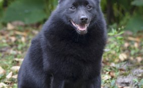 Schipperke