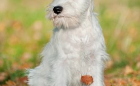 Schnauzer medio