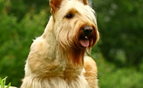 Scottish Terrier