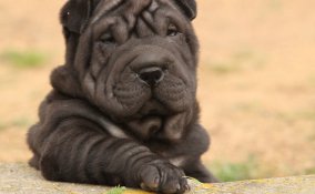 Shar Pei