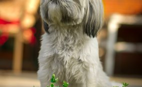Shih Tzu